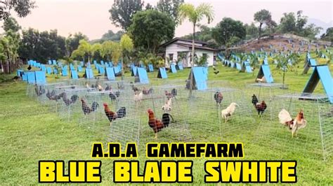 nene abello gamefarm|blue blade gamefarm price list.